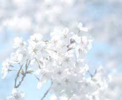 By Hokkaiiido Light Blue Aesthetic Blue Flower Wallpaper Blue Aesthetic Pastel