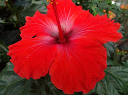 Les hibiscus sont des plantes faisant parties d'une famille de plus de 30000 espèces. Red Hibiscus Rosa Chinensis In Flower Picture Of Jardin Botanico De Holguin Tripadvisor