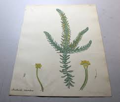 Image result for Struthiola