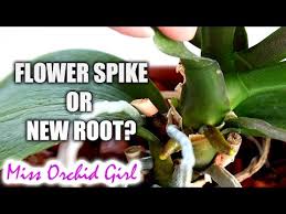 About press copyright contact us creators advertise developers terms privacy policy & safety how youtube works test new features press copyright contact us creators. The Difference Between Orchids And Phalaenopsis Farmer