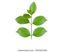 Image result for Premna serratifolia