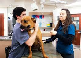 Best care pet hospital west is a full service veterinary care facility serving the omaha/millard area. Nebraska Animal Medical And Emergency Center Emergency Vet Lincoln Omaha