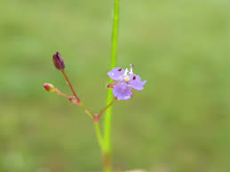 Image result for Murdannia semiteres