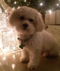 See pictures in our photo gallery. Maltipoo That Pretends To Be A Cat