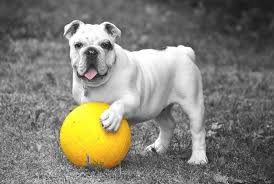 Maybe you would like to learn more about one of these? Quiz What S Your Dog S Personality Archetype The Dog People By Rover Com