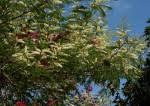 Image result for Acacia polyacantha
