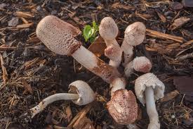 Image result for Leucas tettensis