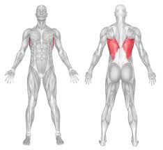 Scientific studies using sophisticated tools such as electromyography (emg) and. Best Back Exercises For Women To Tone Your Back Top Fitness Home