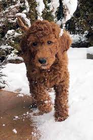 Browse our irish doodle puppies for sale today! Irish Doodle Puppies For Sale Near Me Online