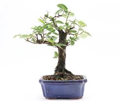 Image result for Premna senensis