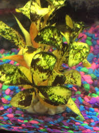 Black Furry Algae In Fish Tank How To Get Rid Of Black Algae My Aquarium Club