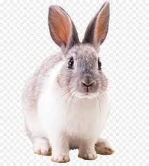 White Rabbit Rabbit Png Image Png Is About Is About Fur Rabits And Hares Hare Whiskers Snout White Rabbit Rabbit Png I Rabbit Png Cartoons Png Cartoon
