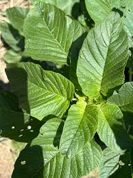 Image result for Amaranthus dubius