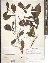 Image result for Leptactina involucrata