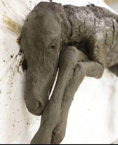 Discovery of 42,000-year-old foal in Siberia and potential cloning of extinct  Lena horse breed