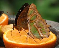 Image result for loopplankje naar water voor dieren