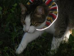 Birds Be Safe Collar Feralina The Former Bird Hunter Now Sports The Birdsbesafe Cat Collar Cover Which Her Owner Is Very Happy To Report Works To Save Birds Organizadores
