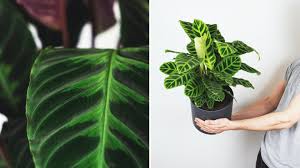 Jolie plante ramifiée, aux feuilles ovales, le browallia se cultive le plus souvent en pot et comme plante d'intérieur. Plantes D Interieur Que Faire Contre Les Araignees Rouges Femmes D Aujourd Hui