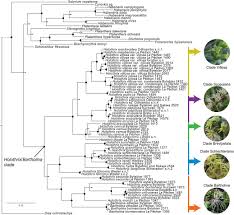 Image result for Satyrium schimperi