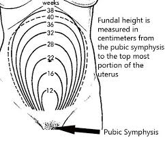 Fundal Height The Bump