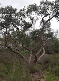 Image result for Eucalyptus sp.