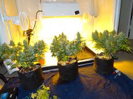 $8 shipping on orders over $50. Grow 4 7 Oz With A 250w Hps Beginner Tutorial Grow Weed Easy