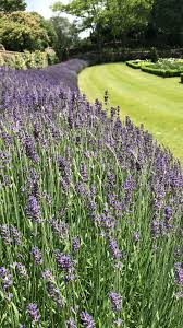 Wind Blowing Through The Lavender Blowing Hageinspirasjon Lavender In 2020 Pflanzen Garten Landschaftsbau Winterharte Stauden