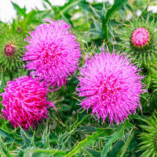 Check spelling or type a new query. Milk Thistle Seeds St Mary S Thistle Herb Seed