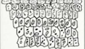 Image result for Corycium