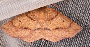 Image result for Hunteria myriantha