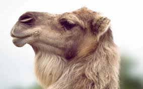 Canarian camel: national and European zoogenetic resource in danger of  extinction - Wild Spirit Fund