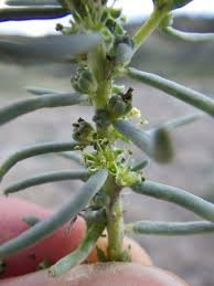 Image result for Suaeda monoica