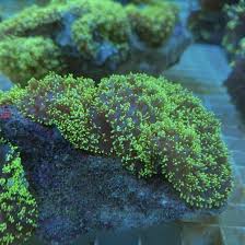 Image result for Rhaptopetalum evrardii