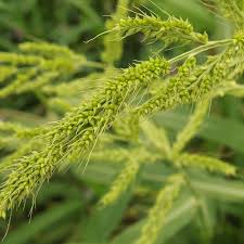 Image result for Echinochloa ugandensis