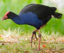 Long reddish legs with long slender unwebbed toes help it walk… Water Birds