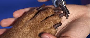 trim your dog s nails