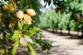 If you have a water deeply, infrequently. Fertilizing Nut Trees How And When To Fertilize A Nut Tree