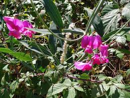 Image result for Lathyrus hirsutus