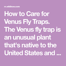 Care For Venus Fly Traps Plants Fly Traps Venus Fly