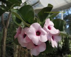 Image result for Adenium boehmianum