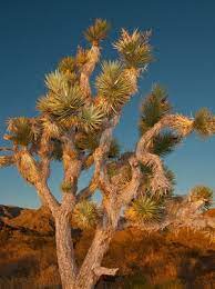 Maybe you would like to learn more about one of these? What Are Those Strange Plants On The Way To Las Vegas