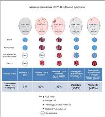 Image result for Cylindropsis