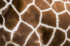 Although there is still plenty of things to. 3 098 Giraffe Pattern Skin Photos Free Royalty Free Stock Photos From Dreamstime