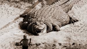 He was estimated to be at least 50 years old. Top 10 Largest Crocodiles In The World Youtube