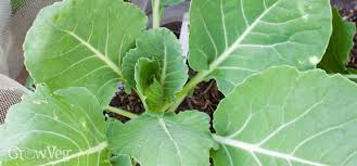 Plants cells are filled with water, so as the temperature hovers around freezing the water turns to ice and bursts the cell walls. 5 Super Early Vegetables To Start In Winter