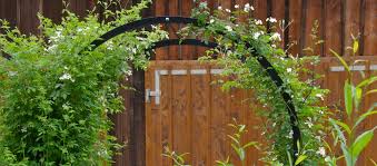 Start date mar 22, 2017. Rosen Seite 6 Gartengefluster Zarte Bluten Fur Ein Kleines Idyll