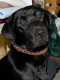 Maybe you would like to learn more about one of these? 20 Chain Style Dog And Cat Collars Ideas Burnished Gold Chain Styles Brushed Silver