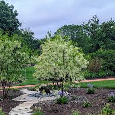 Image result for Chionanthus niloticus