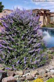 Image result for Vitex
