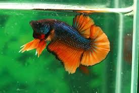 If a female betta fish is responsive to a male betta fish's mating efforts, her colors can darken. Betta Fish Faq Betta Fish Care A Betta Fish Must Read